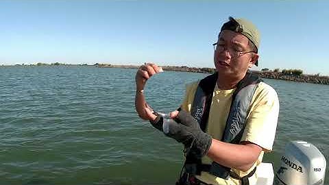 Smart Jigger caught or helped on 50 fish in 4 hours