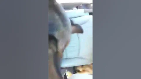 To the dog park...