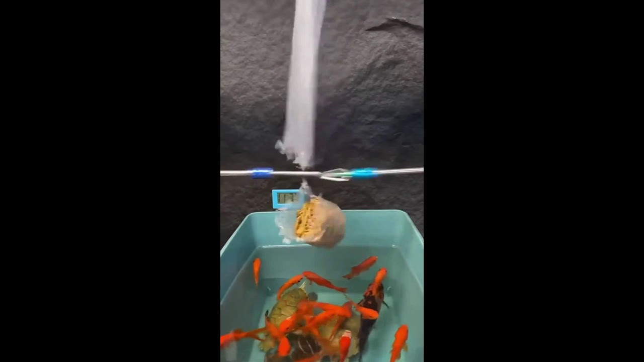 ИГРАЕМ НА СТРИМЕ ШОРТС