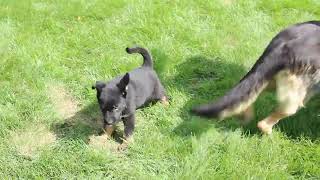 German Shepherd Puppies for Sale