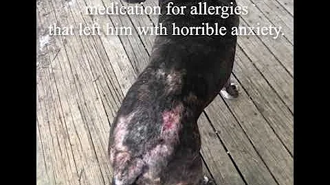 Bruno Pets Botanicals Allergy Results