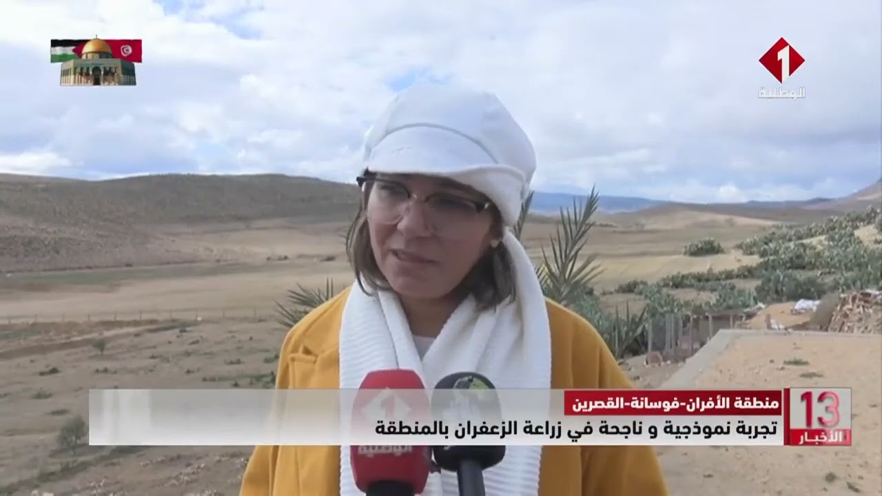 منطقة الأفران - فوسانة - القصرين || تجربة نموذجية و ناجحة في زراعة الزعفران بالمنطقة