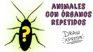 ANIMALES CON ÓRGANOS REPETIDOS | Draw Xpress ANIMALES CON ÓRGANOS REPETIDOS | Draw Xpress