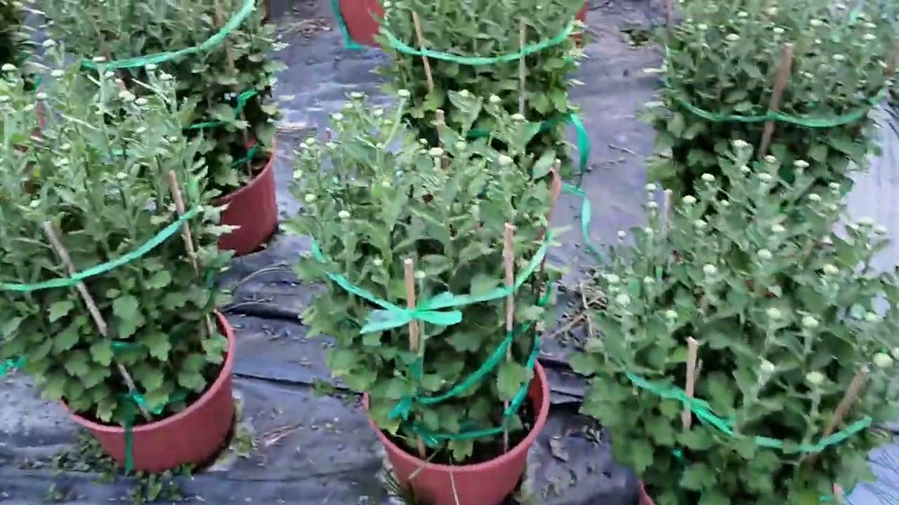 Cách trồng cúc Hà Lan Tết 2024 phần 13 - cập nhật 02/12 Âm Lịch