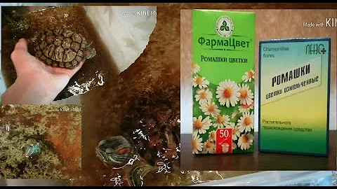 Красноухие черепахи. Как лечить линьку. Болезни. Грибок кожи
