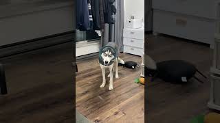 Get a husky they said, it would be fun they said #dog #funny #pets #husky #dogbehavior
