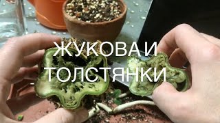 видео: Гниль каудекса адениума‼️ картинка: Гниль каудекса адениума‼️