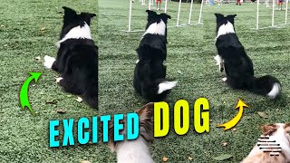 Excited Dog Walking Sideways