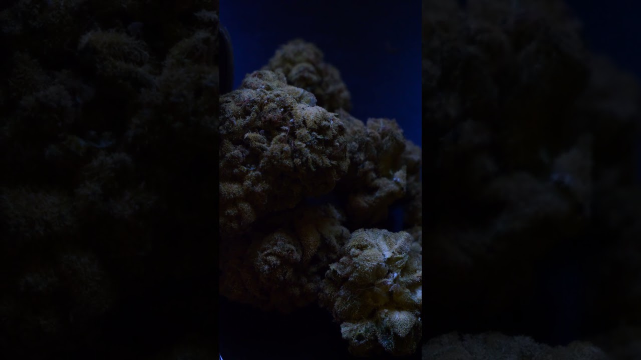 Releaf TB-T22 Tangerine Boost Glass Pharms 