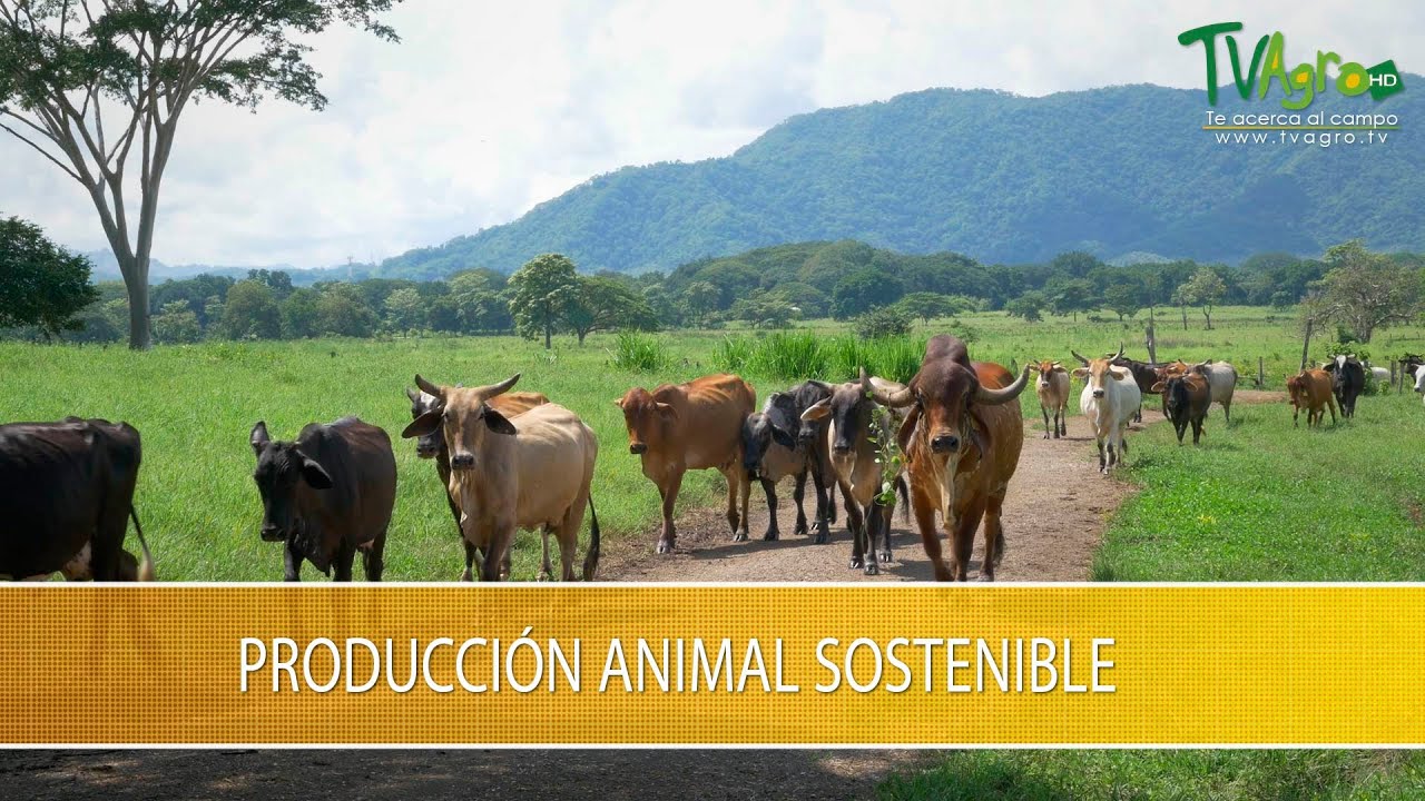 Produccion Animal Sostenible en Costa RIca - TvAgro por Juan Gonzalo Angel Restrepo