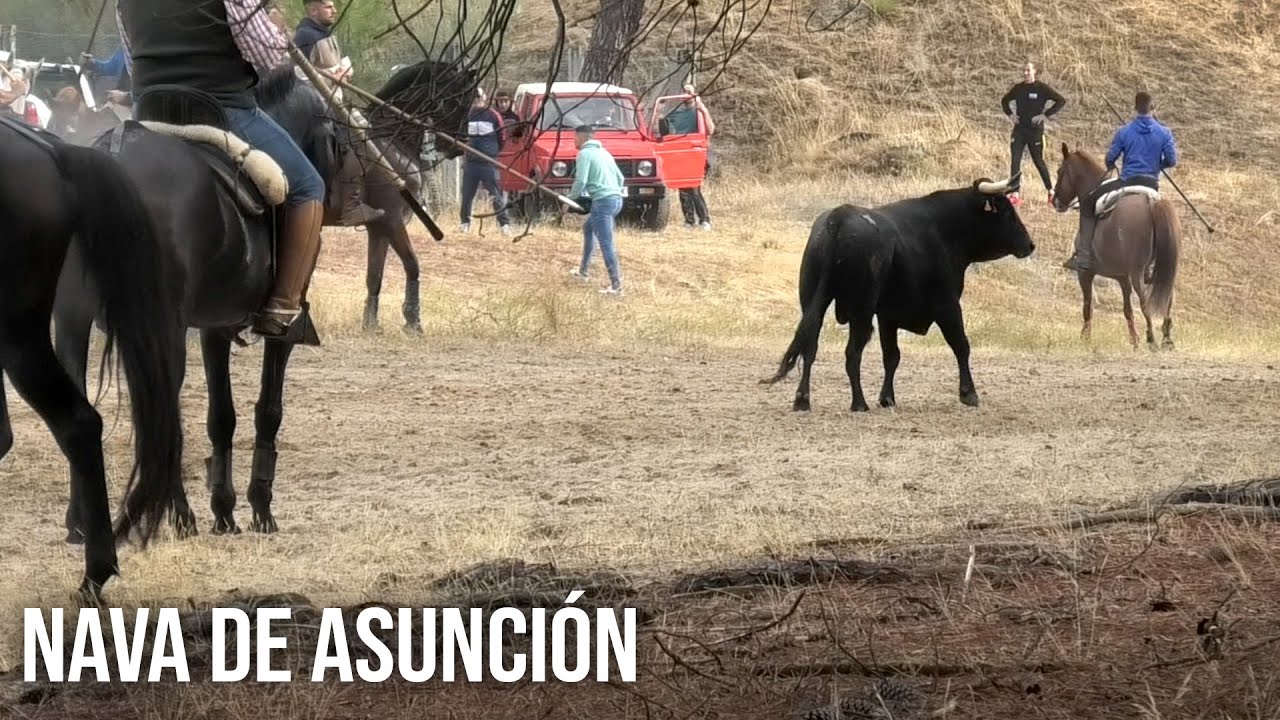 Nava de Asunción 2024 Encierro Mixto