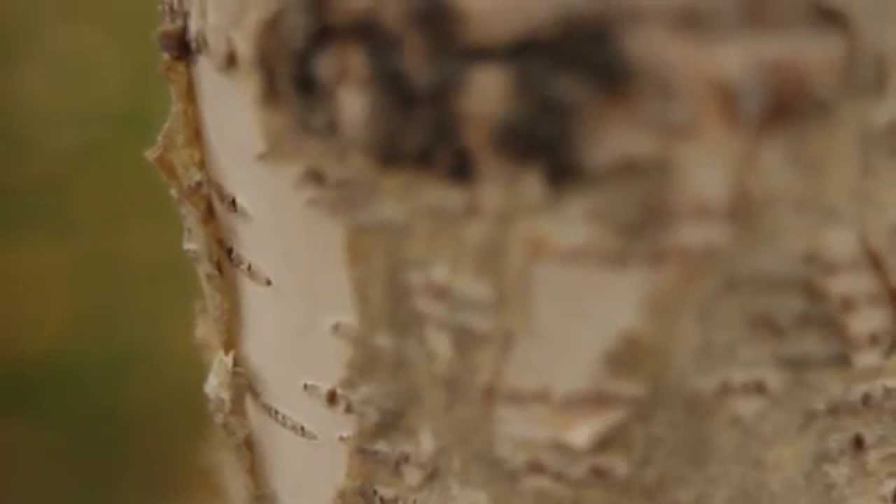 Test Shot Yashica 28mm F/2.8