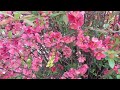 Айва японская цветет