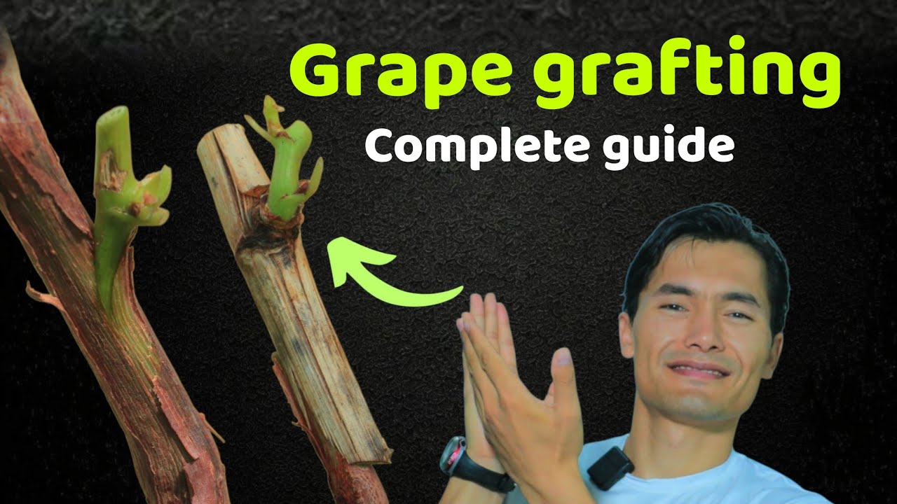 grapevine grafting techniques ( complete guide ) easy & simple tips