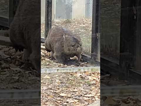 何かついてるで😆🍂フクちゃん🐻(2024.1.)#ウォンバット #五月山動物園 #Shorts (BGMは自作です♫)