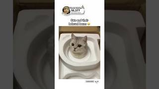 They finally found something to relax into it😂 #funny #memes #cat