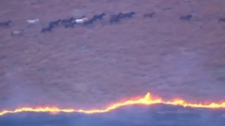 Raw: Wild Horses Escape From Grass Fire