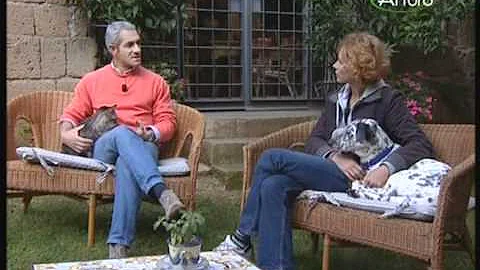 Che carattere ha il gatto europeo?