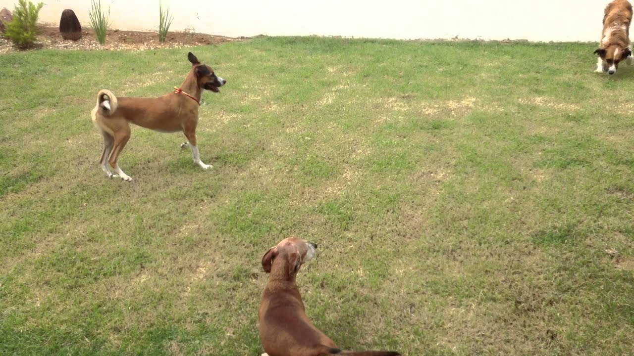 Cachorros brincando no jardim - Big - Laika - Neymar