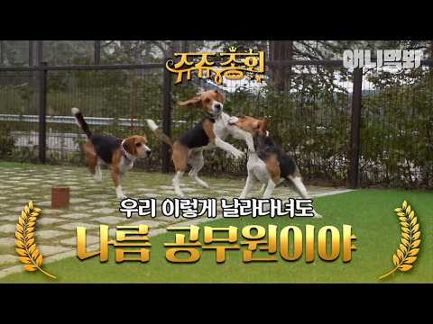 [#쥬쥬총회] 저희 사고만 치고 다니는 그런 애들 아닙니다💦 #TV동물농장 #AnimalFarm #애니멀봐