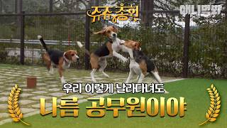 [#쥬쥬총회] 저희 사고만 치고 다니는 그런 애들 아닙니다💦 #TV동물농장 #AnimalFarm #애니멀봐