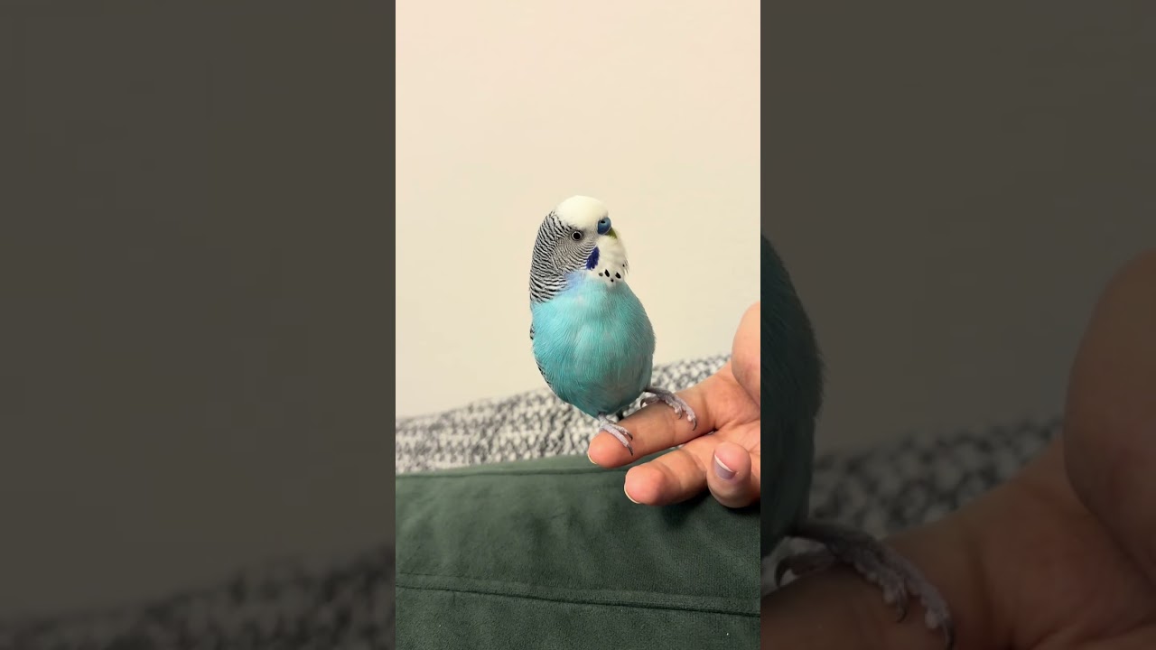 Muhabbet Kuşu Ötme Sesi - Muhabbet Kuşu Çağırma Sesi 