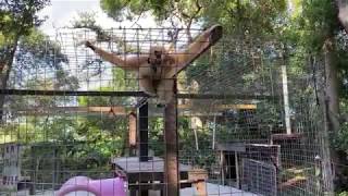 Cutest Baby Gibbon learning to Sing by Kennys Wild Things 851 views 4 years ago 1 minute, 1 second