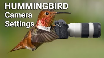 Sharp Bird Photography | Camera Settings for Hummingbirds