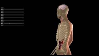 Human generator: Character creator(Work in progress)