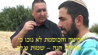 החיטה , השעורה ועיבור השנה