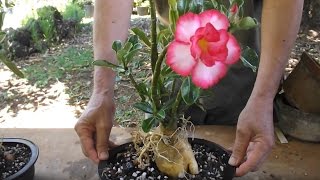 Adenium transplanting - Bonsai style