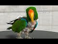 Do Eclectus Parrots TRULY Have Longer GI Tracts? | Updated For 2022