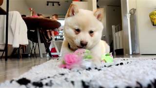 Flóki The Shiba Inu Tires Himself Out From Chewing Toys