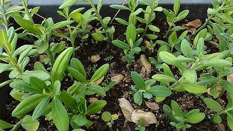 #115 CÂY THẠCH ANH hướng dẫn cách trồng đơn giản