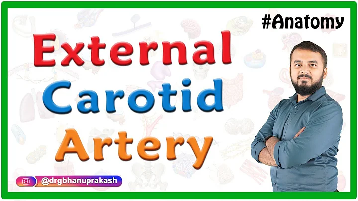 External carotid artery Anatomy : Course, Branches...