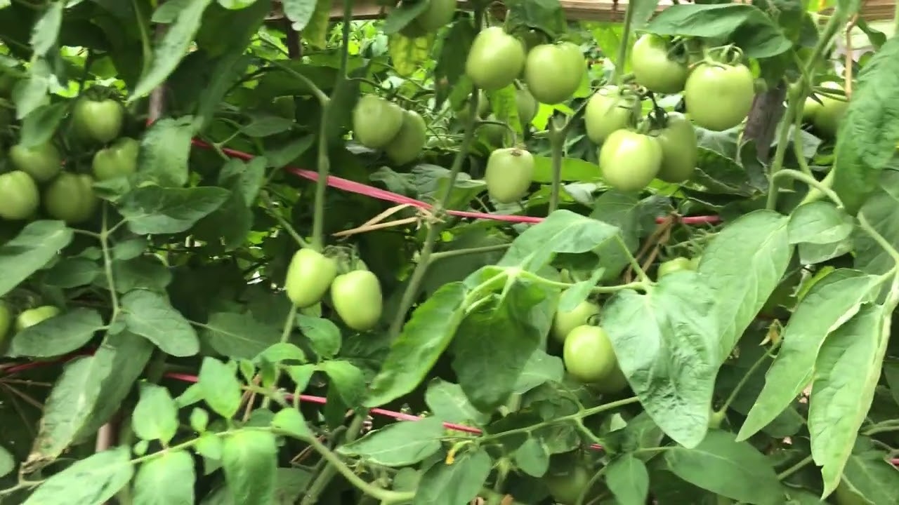 ngày 5 tháng 1, 2026