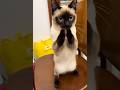 A cat’s company is the most healing tenderness#funny #animals #cutepets #catvideos #cats #catshorts