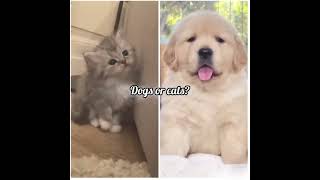 Dogs Or Cats? シViral