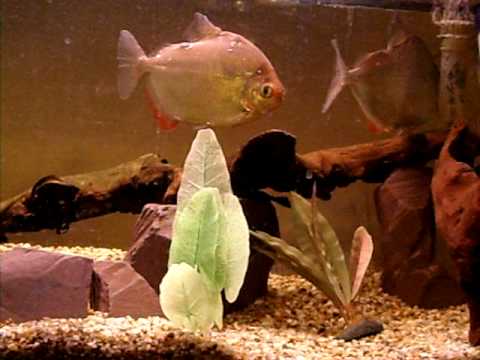 pix Silver Dollar Fish Eggs dollies laying youtube