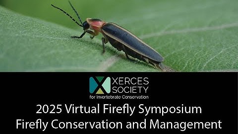 2025 Virtual Firefly Symposium: Firefly Conservation and Management
