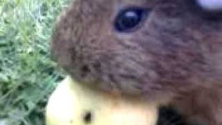 Guinea Pig Fb Eats An Apple