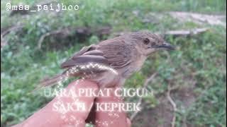 suara pikat cigun / keprek ..