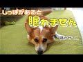 尻尾ありコーギーは眠くてもしっぽが動いちゃうから眠れない！？