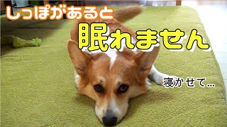 尻尾ありコーギーは眠くてもしっぽが動いちゃうから眠れない！？