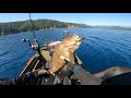 8月のカヤックフィッシング　オオモンハタが鯉のぼり状態で釣れた　アカエソ　カイワリ　ホウボウ kayak fishing