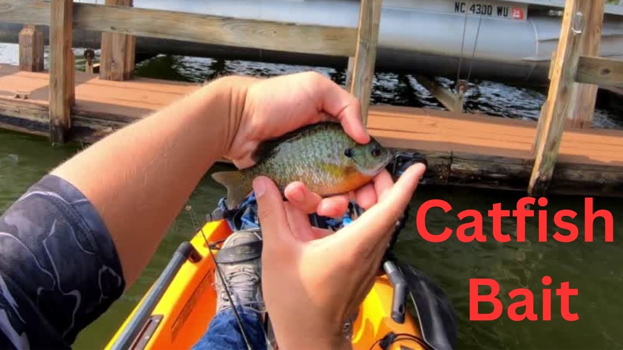 ULTRALIGHT FISHING FOR CATFISH BAIT...FISHING DOCKS.!!!! YouTube