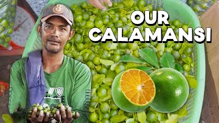 Why is the Filipino Calamansi Being Left Behind?