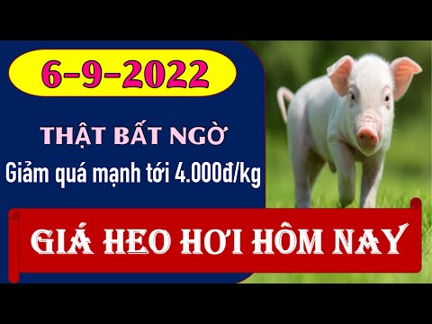 Video Giá heo hơi ngày hôm nay 6/9/2022 - ĐỒng loạt quay... - youtube