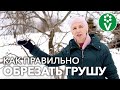 ОБРЕЗАЙТЕ ГРУШУ ТОЛЬКО ТАК И ИЗБЕГАЙТЕ ОШИБОК!