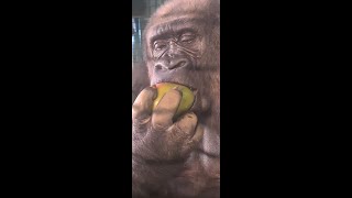 100% Gorilla Eating Compilation Part 2